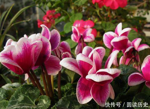 三角梅|喜欢赏花,就养此4款小花,芳香四溢,比香水都好闻