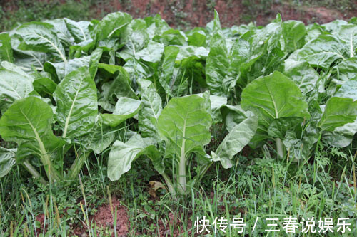 牛皮菜|農村過年過節常見的幾種野菜，你吃過幾種，吃過三種以上的算你牛