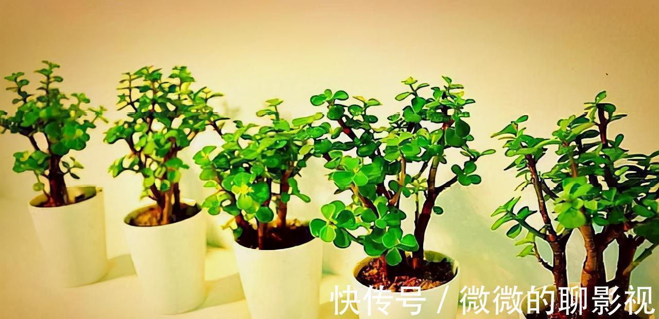 5种公认的富贵花,适合养客厅,贵气又吉祥,有钱人家都爱养