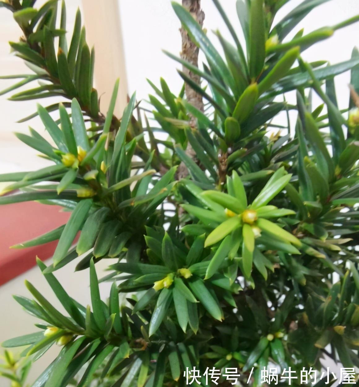 “熊猫”植物红豆杉,价值高价格贵,家里栽一株,美观又大气