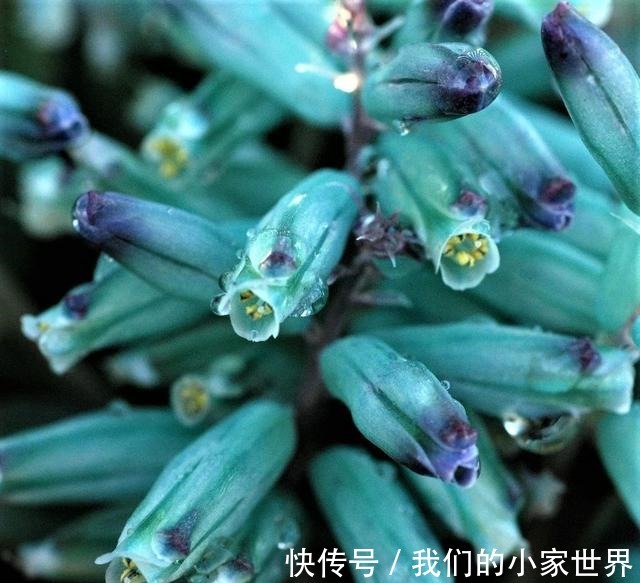 很小众的绿松石立金花，花朵如一串串绿色宝石，好养好看又不贵！