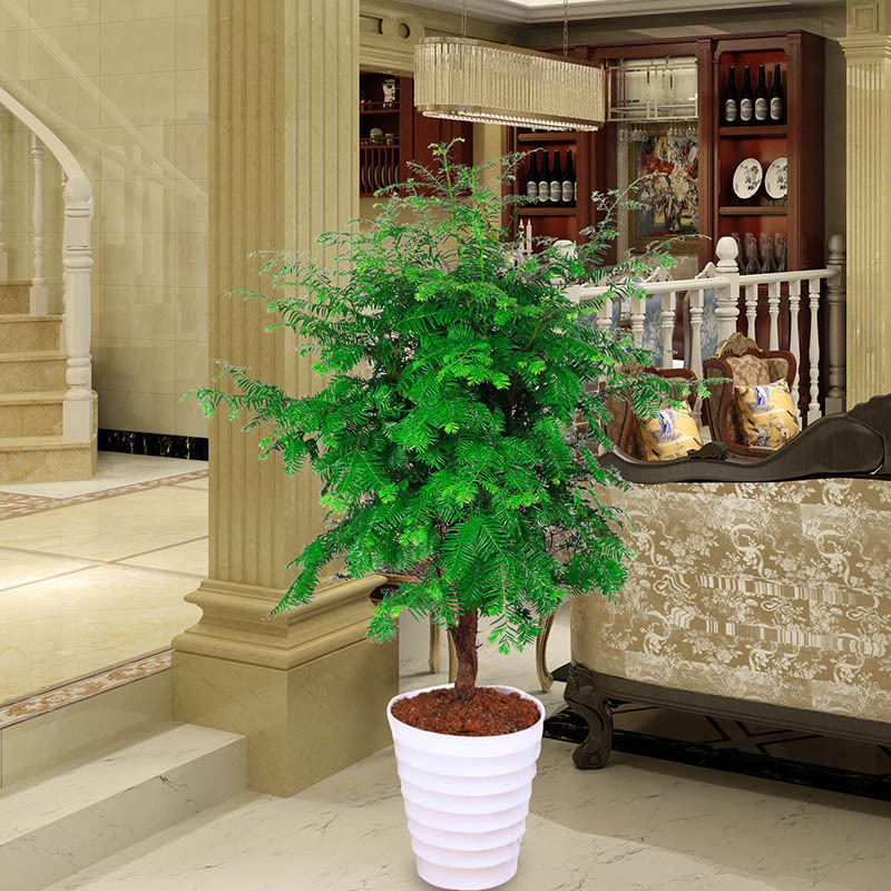 再三提醒不管在哪,要是看见到这种树苗,立马挖走种回家