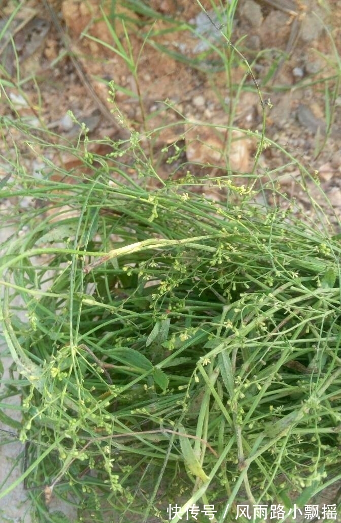 抑毒|农地里的“草”,人称“蛇总管”,是味镇痛抑毒的良药