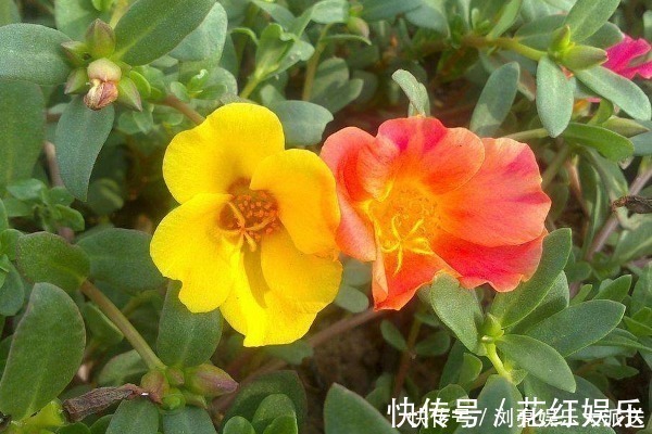 白发|马齿苋被称为“天然染发剂”,还能使白发变黑,别再只会吃了!