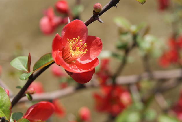 此花是雅俗共赏的名花，有着悠久的栽培历史，是著名的观赏花卉