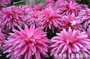 喜欢菊花，不如养盆“珍稀名菊”胭脂红，似粉色绣球，艳丽夺目