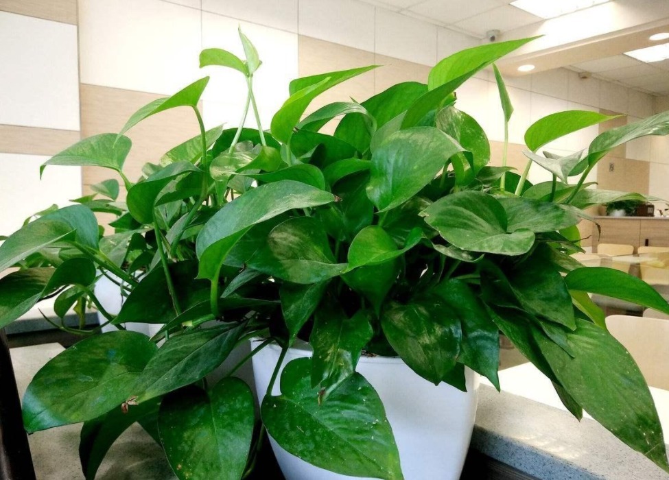 浇灌|天热养花补水，用这3样，枝叶干净油绿，根须健壮发达