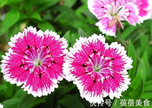 五种健康花，家中养几盆，全家健康一整年