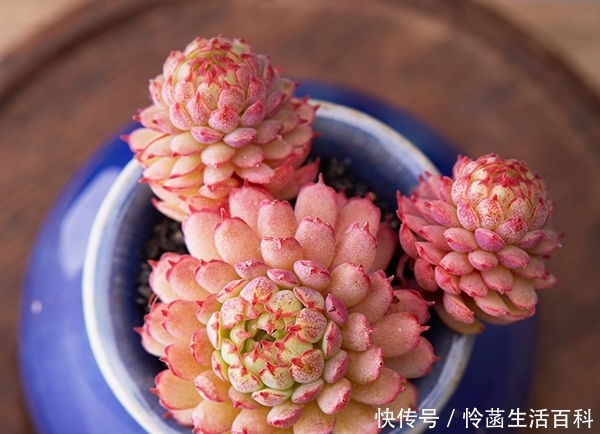 景天科十大最漂亮的多肉植物 快资讯