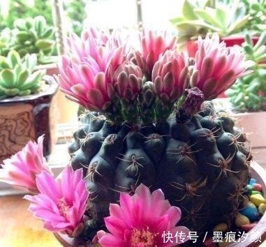 沙漠玫瑰|时间少就养“2种花”，开花很漂亮，30天不浇水也“死不了”！