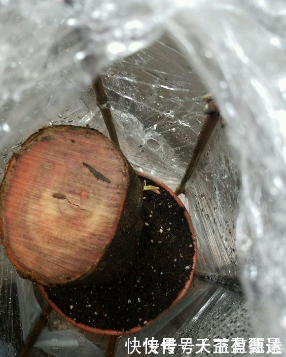 三角梅老根不要丢，4步做成根艺盆景，价值翻倍