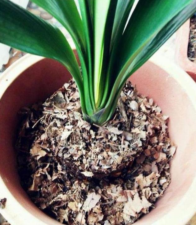 君子兰生长的好坏与“它”有关系,用上它不烂根,叶子油绿植株旺