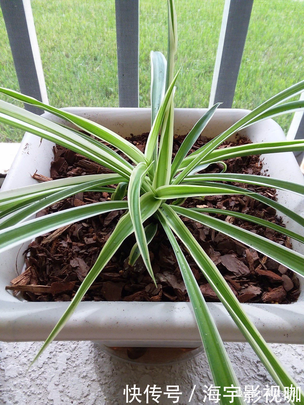 两个月|吊兰剪下来的侧枝，养两个月根系就长满盆，逼着我给它换盆