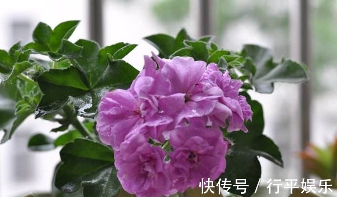 阳台养这1种花卉,一年四季都很勤劳地开花,和“玫瑰”一样美丽