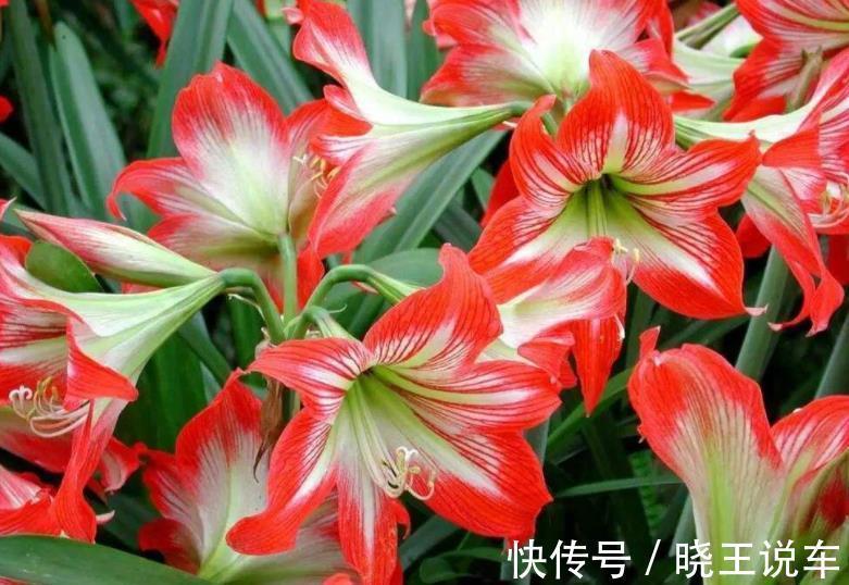 蟹爪兰|适合冬天养的8种漂亮花,被称作“开花机器”,好养好美易爆盆
