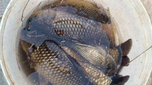 鲫鱼|自制酒香麦粒饵料,夏季使用小鱼不沾,野钓大鲫鱼神器!