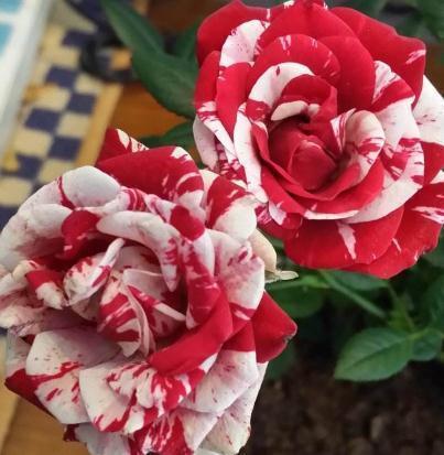 阳台|阳台养花,就养这“3宝”,花朵一开上百朵,蹭蹭变成“红花园”