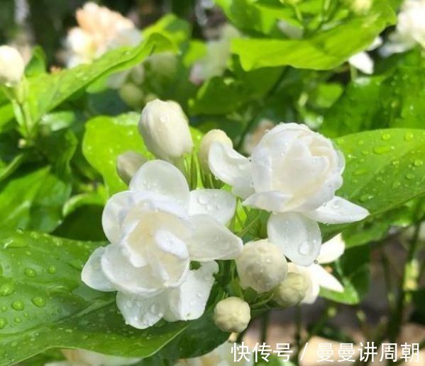 太阳花|聪明人都养4种花,看了就让人沉醉,年年开花不断,美