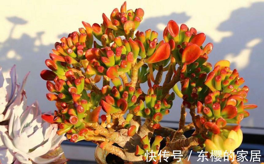 吸财树休眠过后,做好四点,养出好状态也不难