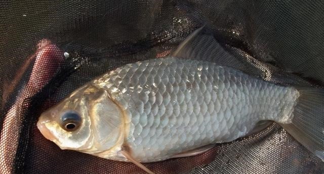 用蚯蚓钓鲫鱼，这几种打窝方法，不仅发窝快，留鱼效果也持久