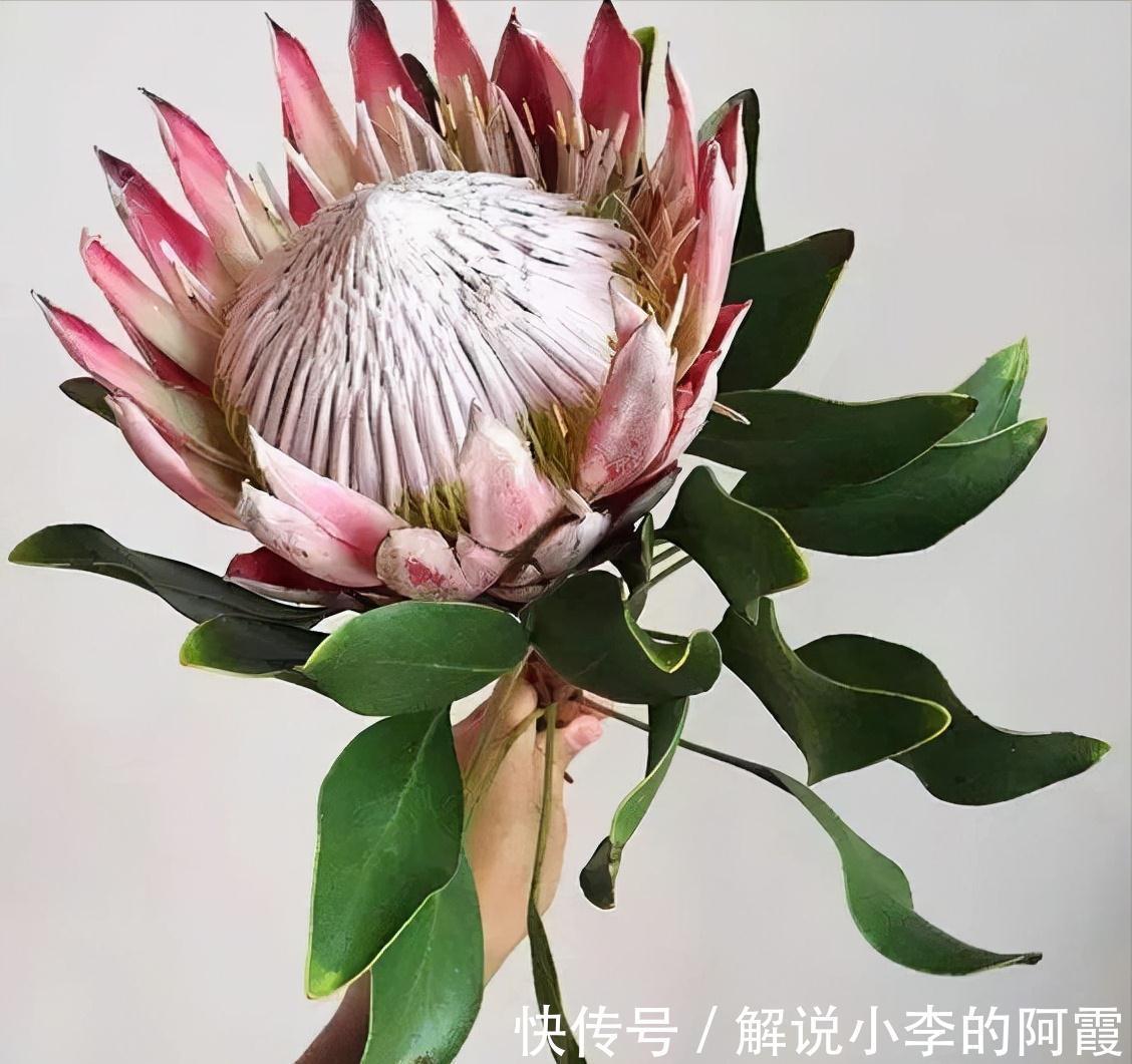 火炬|金色“大莲花”好看还好吃，“巨大神秘”的花，你肯定没见过