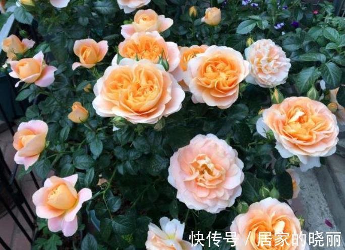 盆栽|此款微型月季四季开,1次维持1个月,是开花机器里的“劳模”