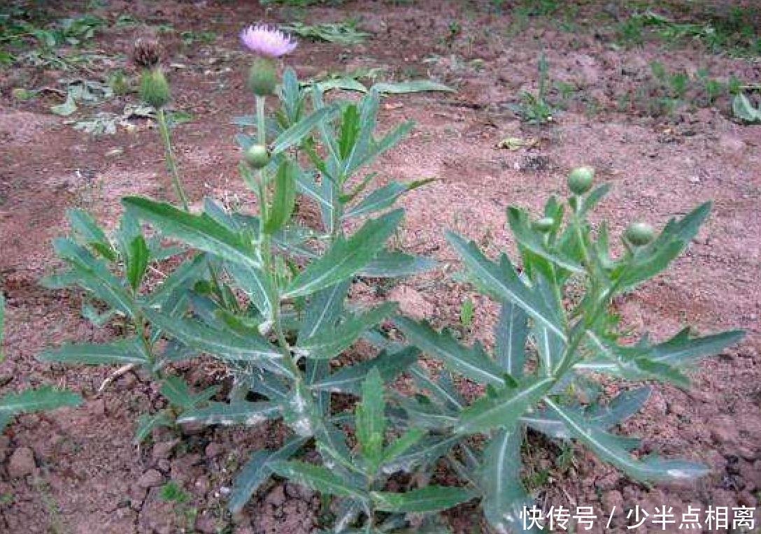 老辈人当宝的泥胡菜，宁可不吃肉也要吃的野菜，你是不是当草了