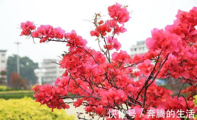 叶施|三角梅开花越来越少,是“它”在作怪,盆里撒1把粪,下次开爆盆