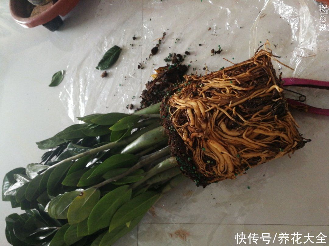 9种花是富贵命，必须大盆养，小盆养会憋死