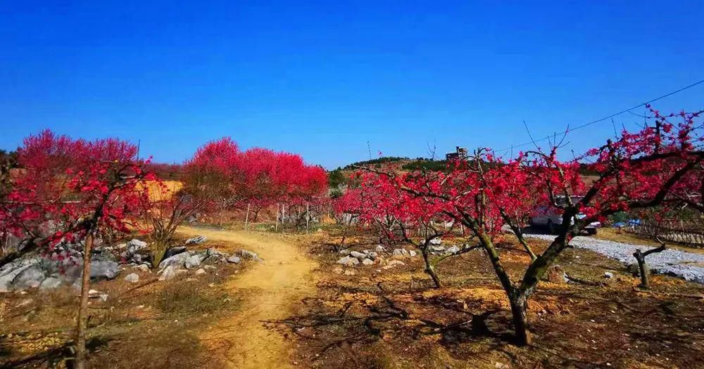 中年|春风吹，桃花开！