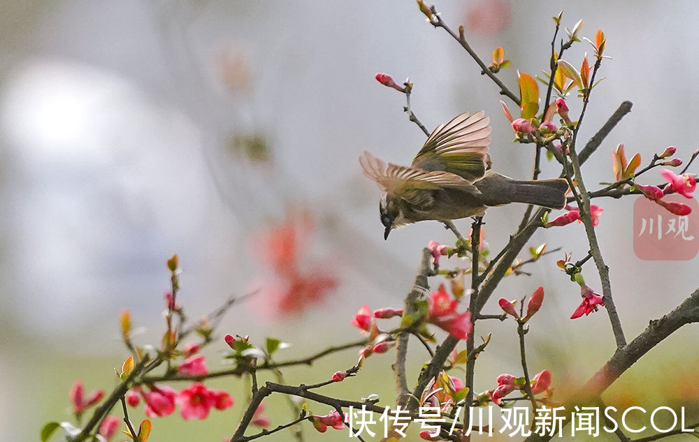 江安|宜宾江安：鸟语花香迎春来