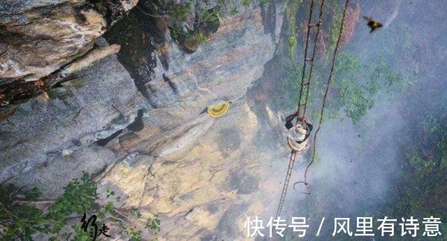 采蜜人|喜马拉雅悬崖上的采蜜人:百米高空拿命采蜜,每公斤蜂蜜卖2万元