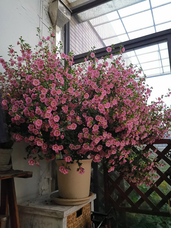 它是最容易开爆盆的盆栽，花量丰富，年头开到年尾，漂亮又好养