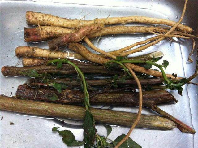 农村|农村这野菜遍地是,很多人就知道吃叶子,却不知道它的根才是一绝