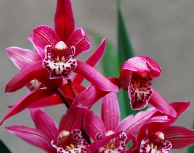 它被誉为“香花之王”，顶级红素，兰香四溢，花开后又仙又美