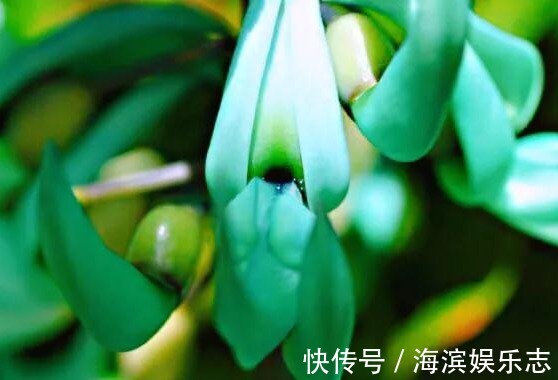 蓝绿色|它拥有世上独一无二的颜色,被誉为大自然的一串蓝,花开超美