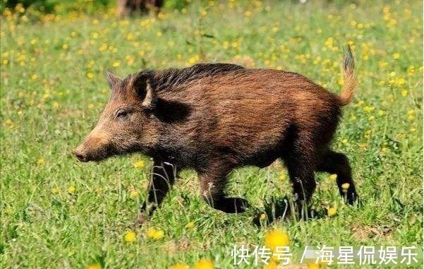 生肖猪|生肖猪12个月份12种命，这几月出生的子女，天生龙凤命有大出息