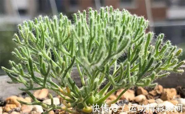 最昂贵的10种多肉,第一种价格高达600万,网友直呼买不起