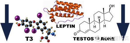 热量|如何科学地从减脂期过渡到增肌期？