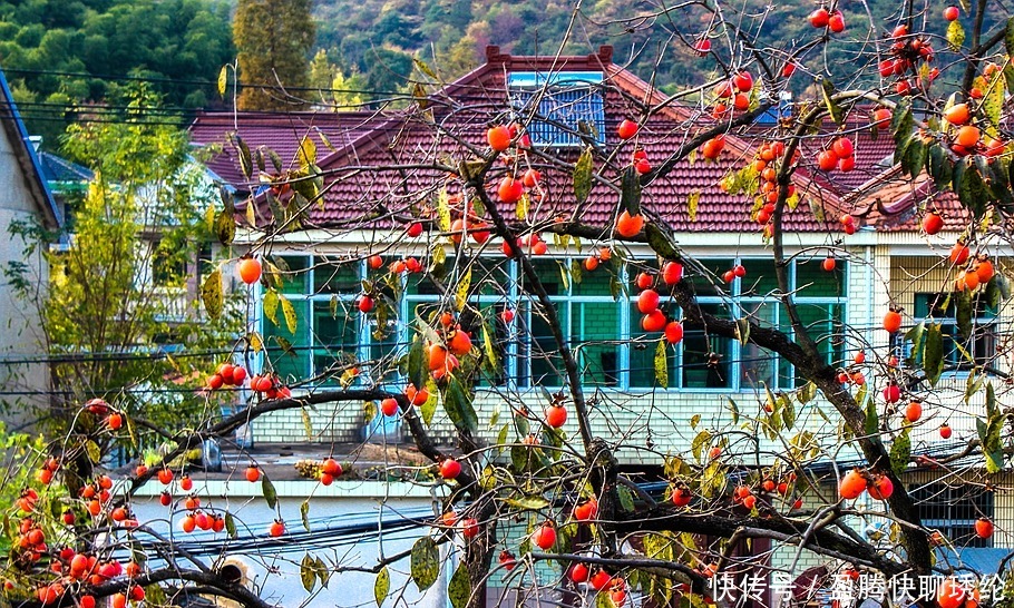 柿子|长兴有一个美丽的小山村，它的名字叫石岕口，仿佛静谧的山水画般