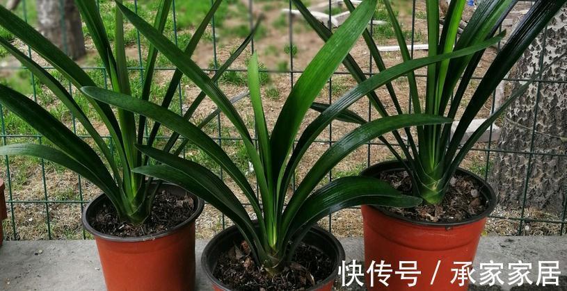 秋季如何养君子兰不夹箭?注意4点,植株越长越旺盛