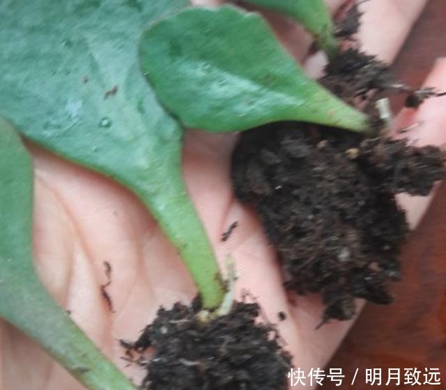 只要一片叶子就能插活的花,有3种,繁殖了一盆又一盆