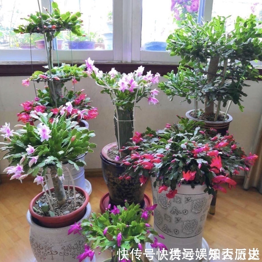 植株|4种花现在扦插,枝条扔土里“生根快”,当年开花,变成养花大户