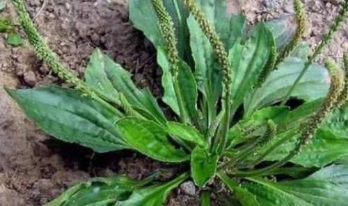 养颜|女性到了中年，常吃的三种食物，补血养颜，排毒抗衰老