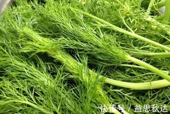 茴香茶|具有健胃理气的功效,是搭配肉食和油脂的绝佳蔬菜。