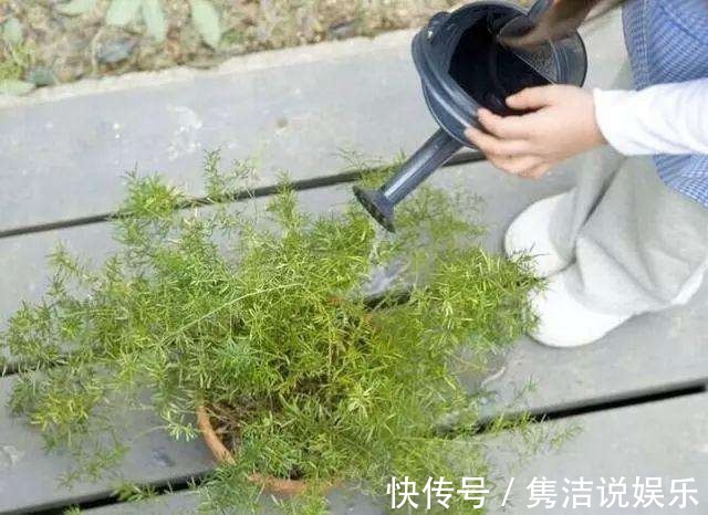 叶心|夏天喷水保湿,但是千万别喷这几种花,否则烂的透透的!