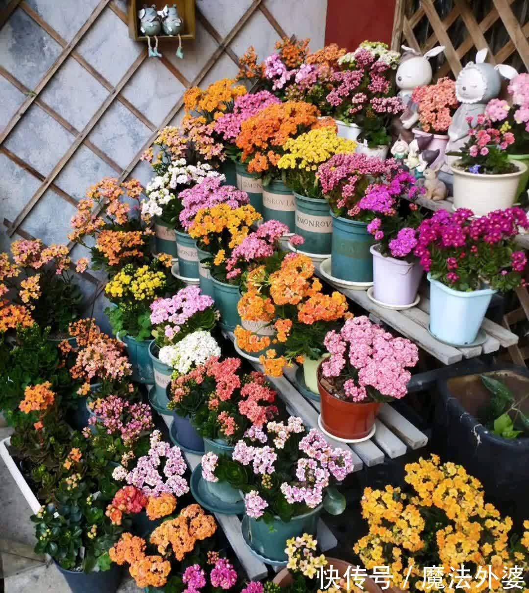 枝条|冬天“扦插”4种花,正是好时机,生根快,成活率高,容易的很