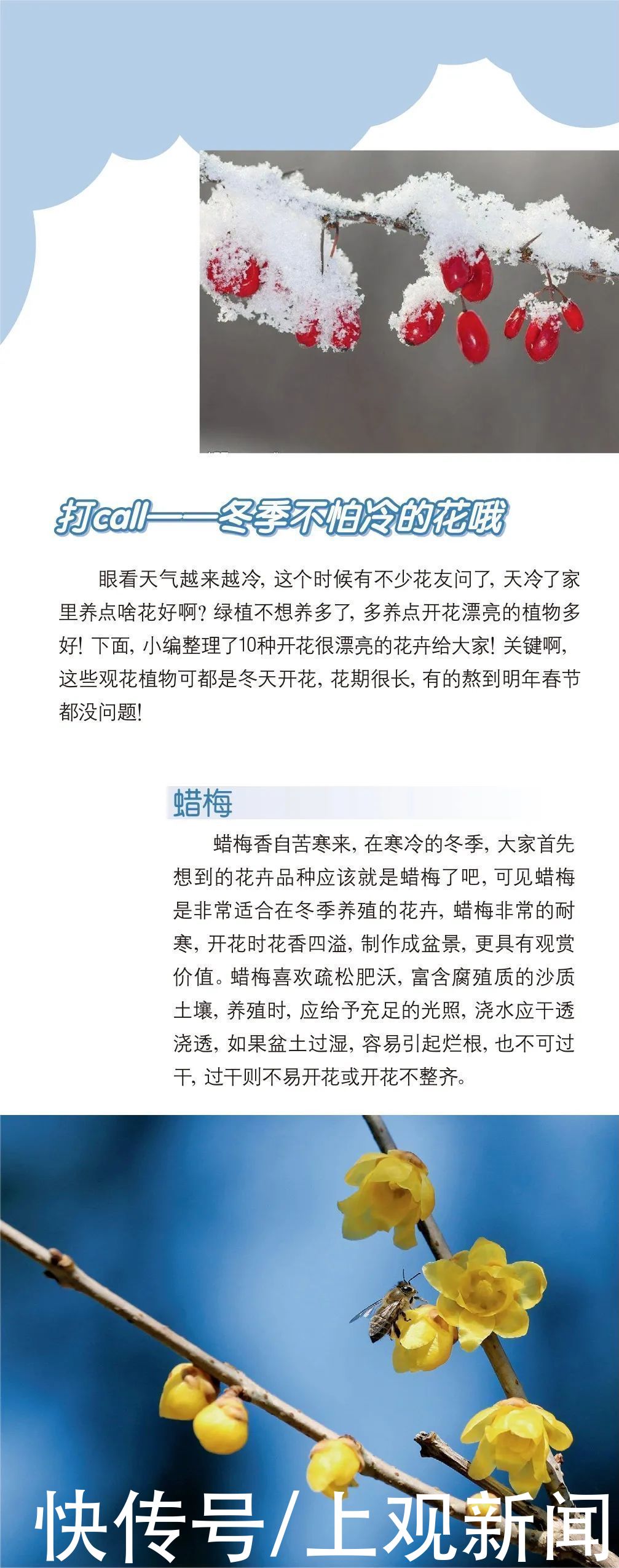  收下|冬天越来越近，家中花花草草怎么养护？请收下这份攻略