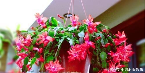 四月蟹爪兰需“虐养”,多掐芽勤控水,“撒欢长”绽放层叠群兰