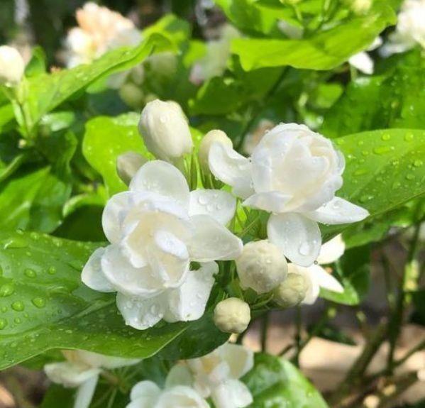 4种花颜值超高的,年年开花不断,看了就让人沉醉